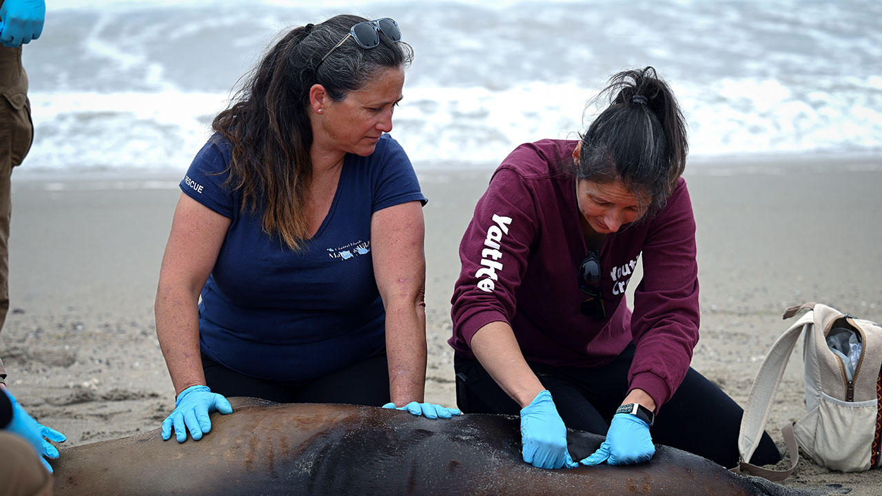 Sea lions