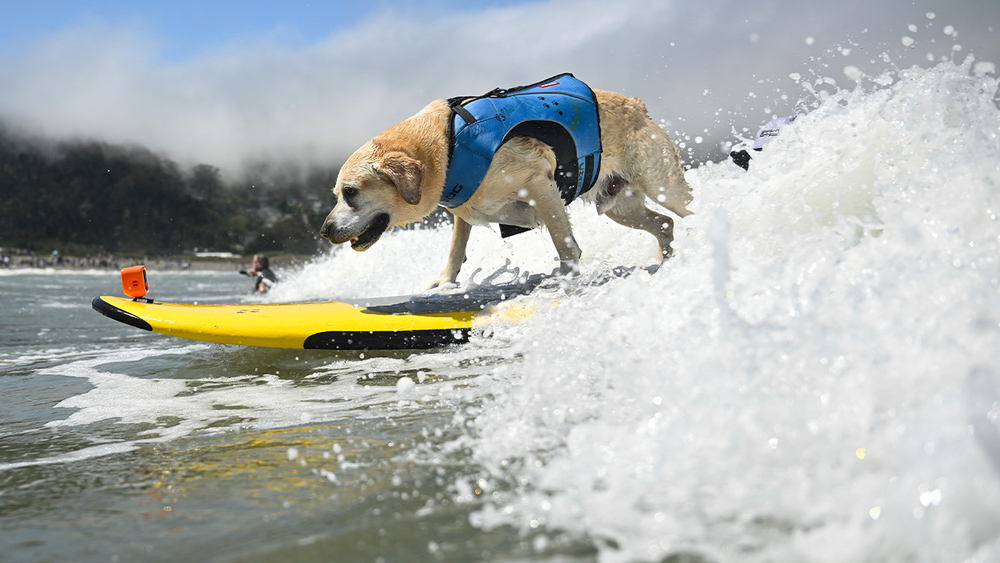 Thousands attend World Dog Surfing Championships in Pacifica