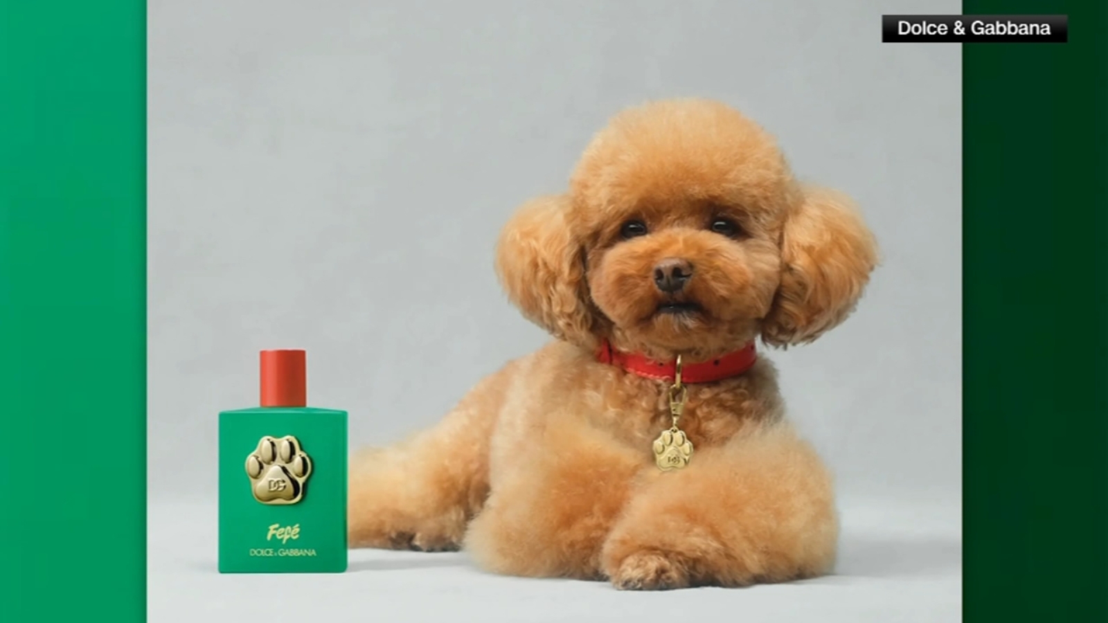 Dolce & Gabbana have launched a new perfume - but it's not for humans