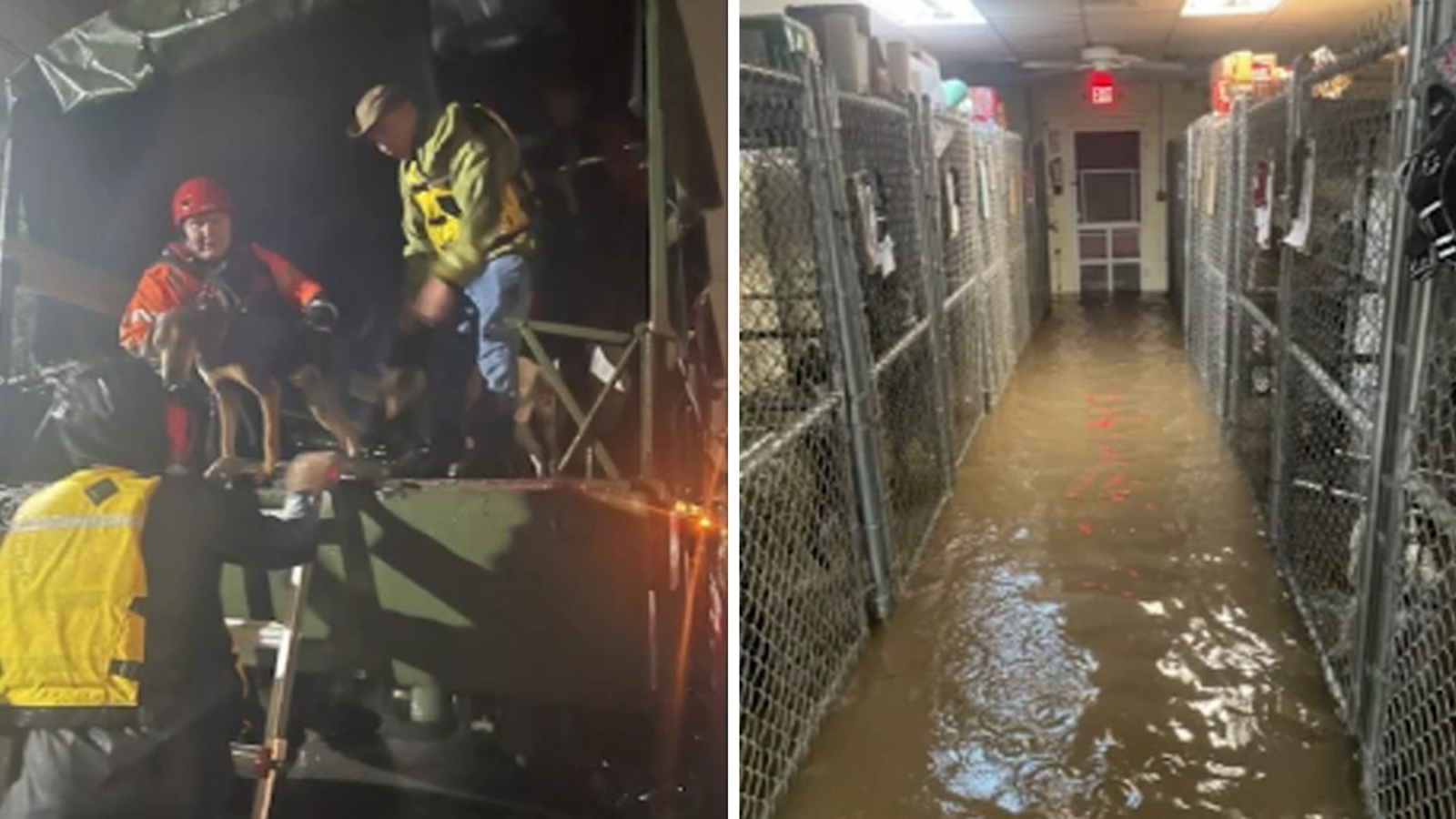 NJ storm damage: Dogs rescued from flooded animal shelter in Englewood ...