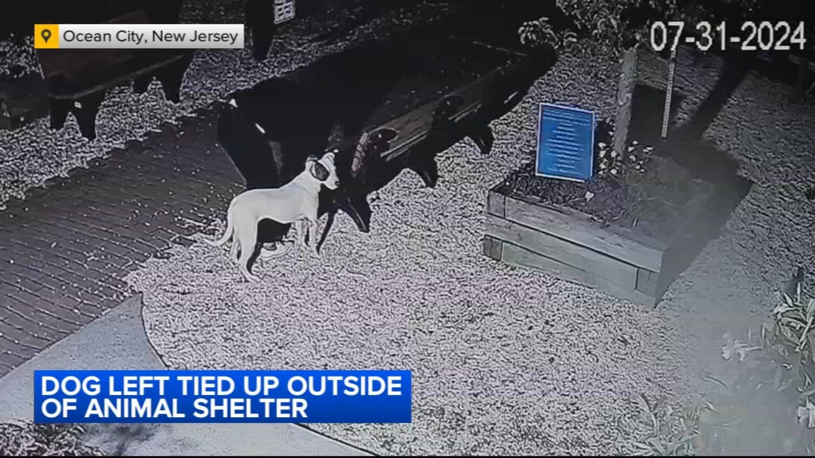 Video shows 4th dog this month being abandoned outside South Jersey shelter