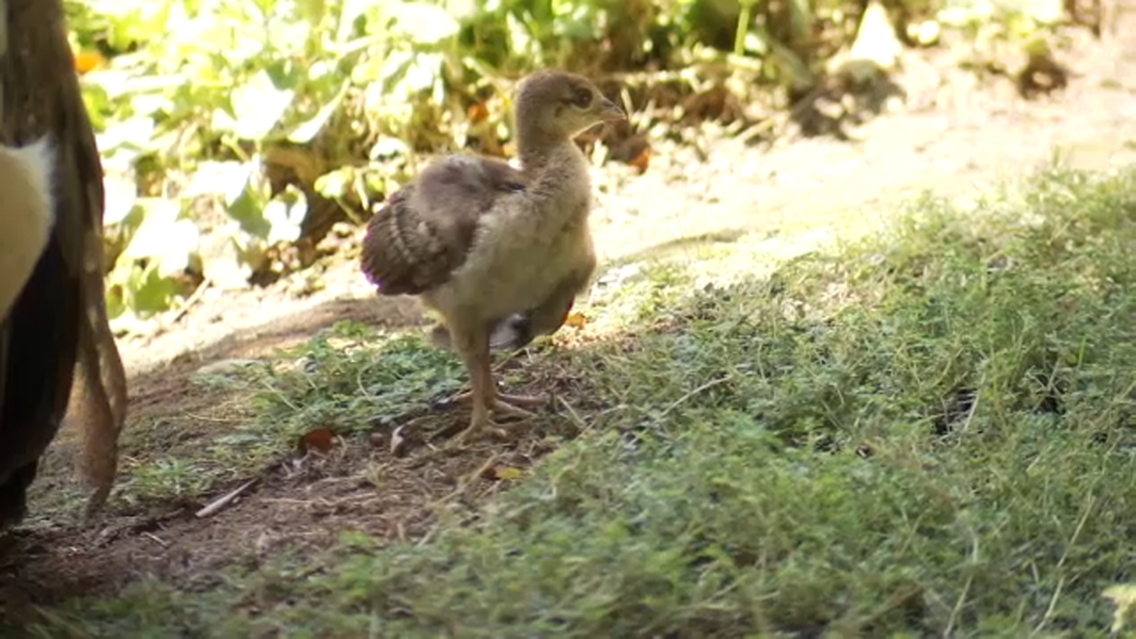 Baby peacock at Fresno's Shinzen Friendship Garden