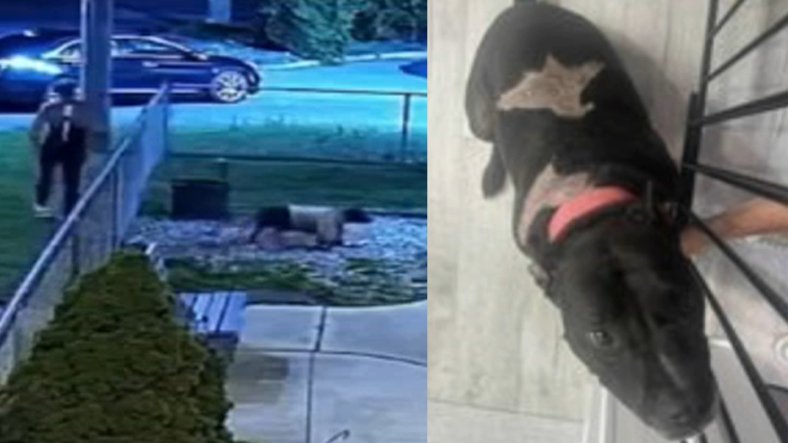 Man arrested for allegedly tossing dogs over fence of Humane Society in ...