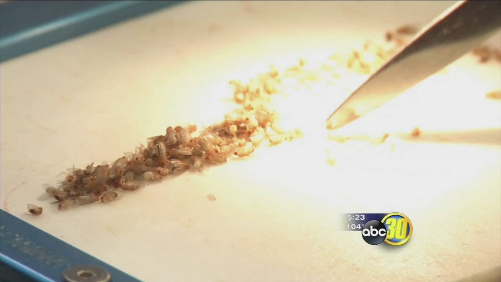 Fruit Flies Hold The Secret To Sleep Medicine S Next Big Thing Abc30 Fresno