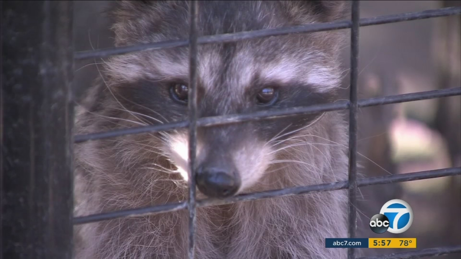Big Bear Alpine Zoo moving to bigger location ABC7 Los Angeles