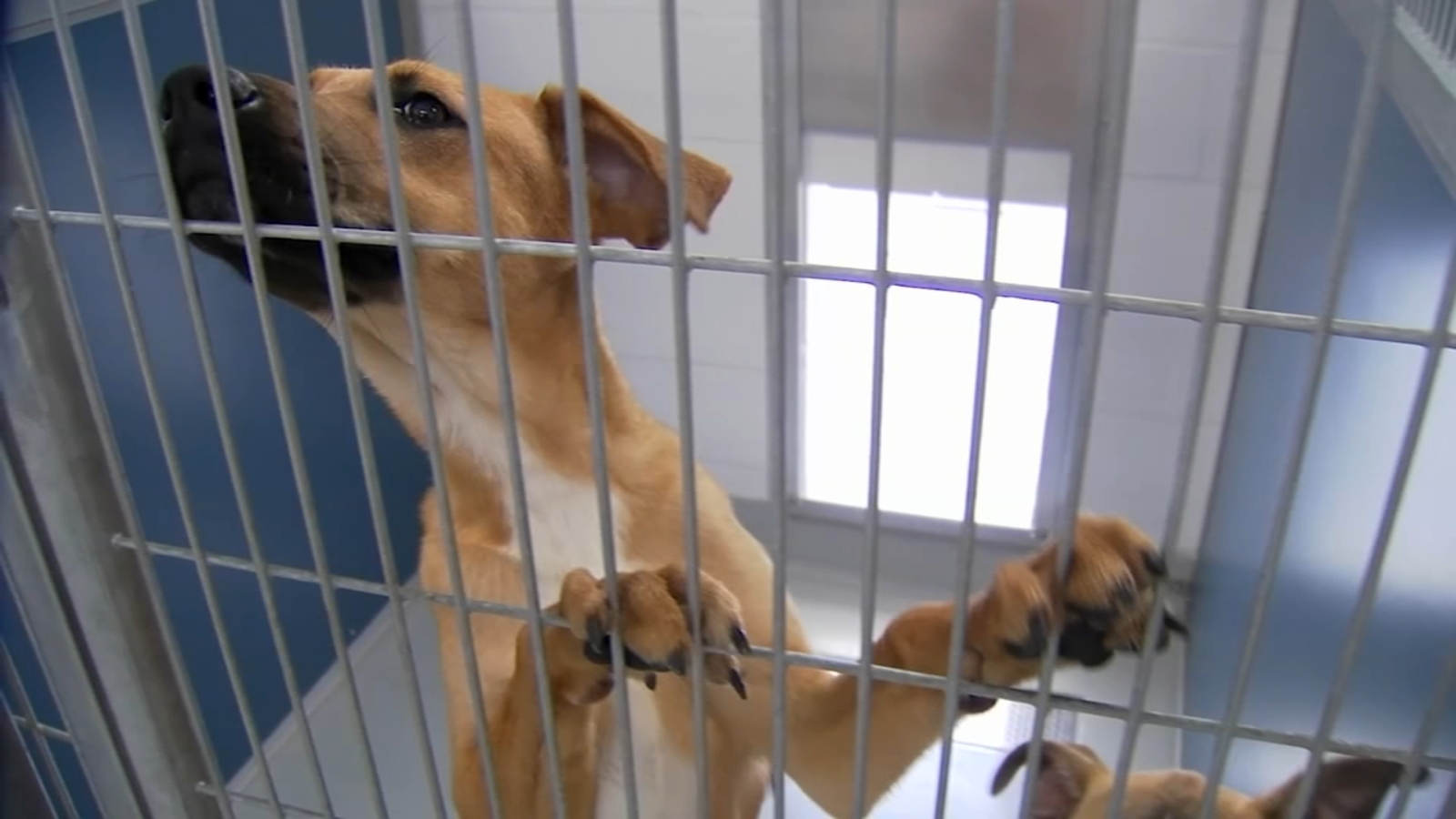 City of Fresno introduces ordinance aimed at cracking down on illegal animal breeders