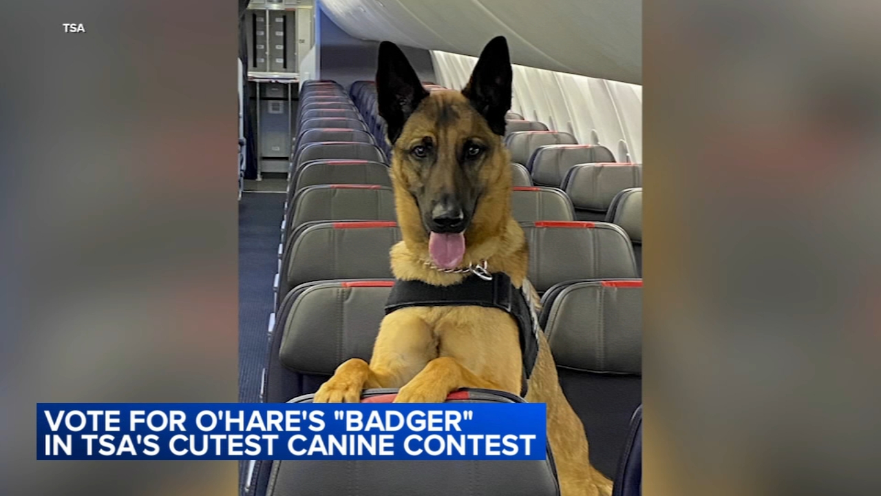 O'Hare K-9 up for TSA's 2024 Cutest Canine