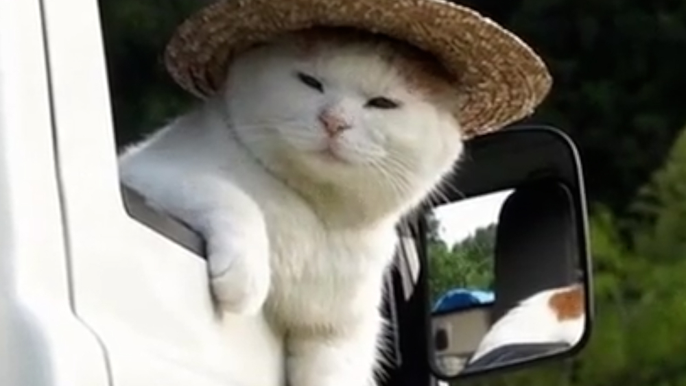 Cat Video Fest brings cat lovers together to celebrate felines