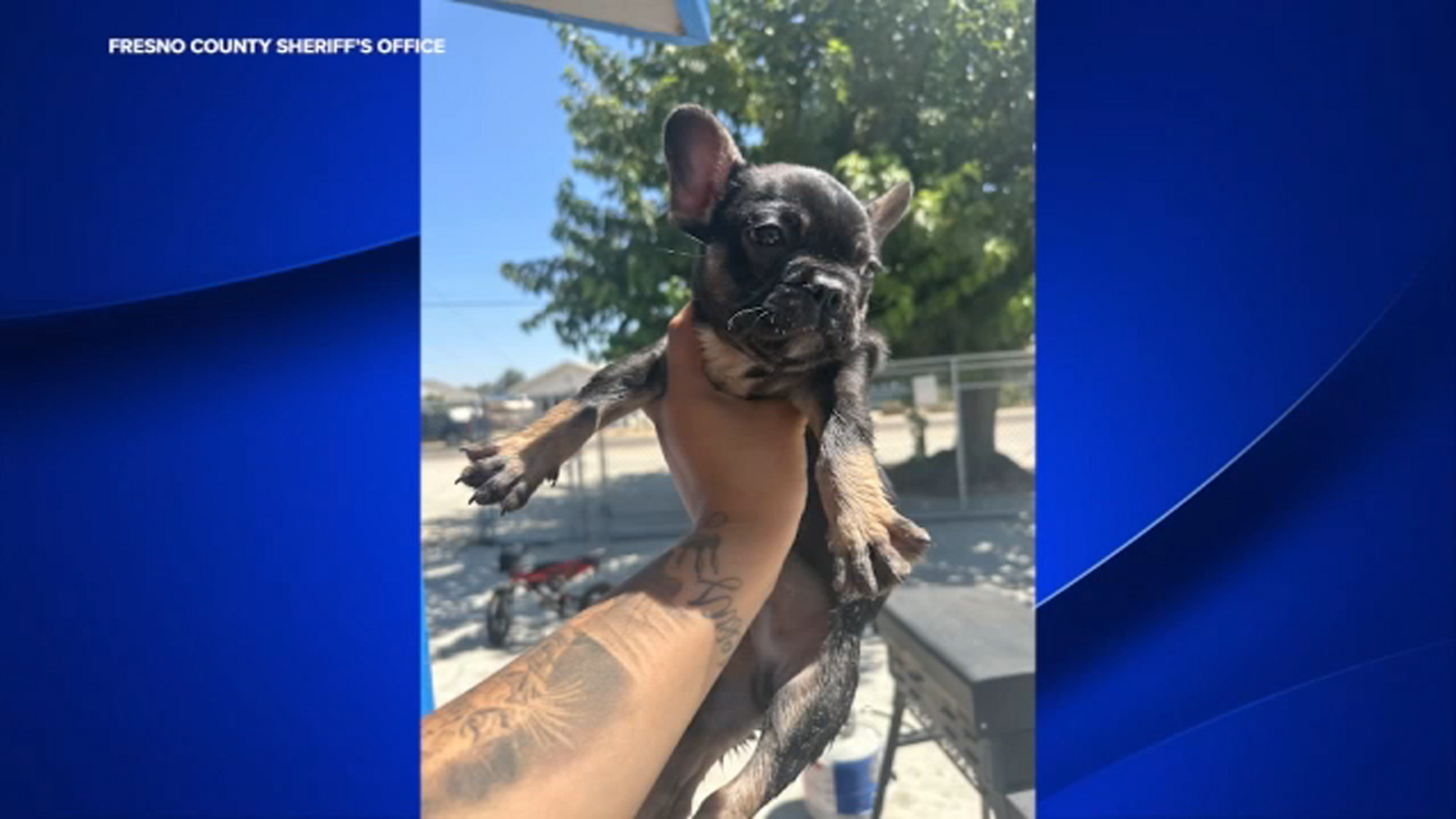 French Bulldog puppy stolen from family's home in Selma