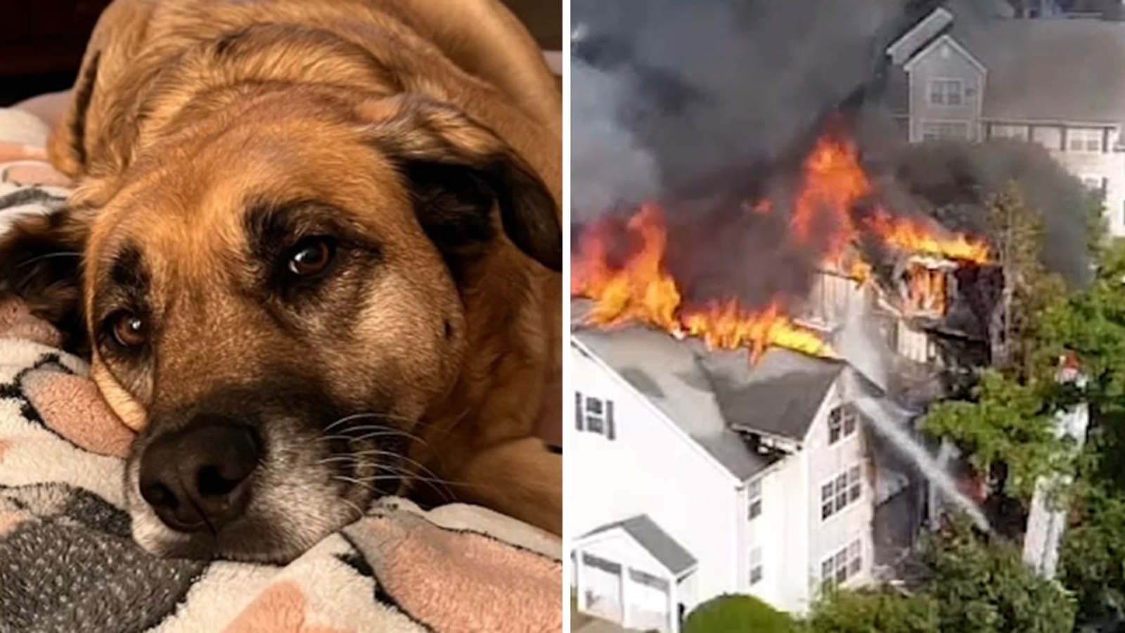 Nanuet fire: Dog still missing in Rockland County as residents recover ...
