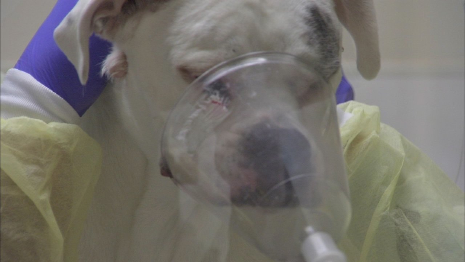 Vets warn dog owners about bacteria that can infect humans - ABC7 Chicago
