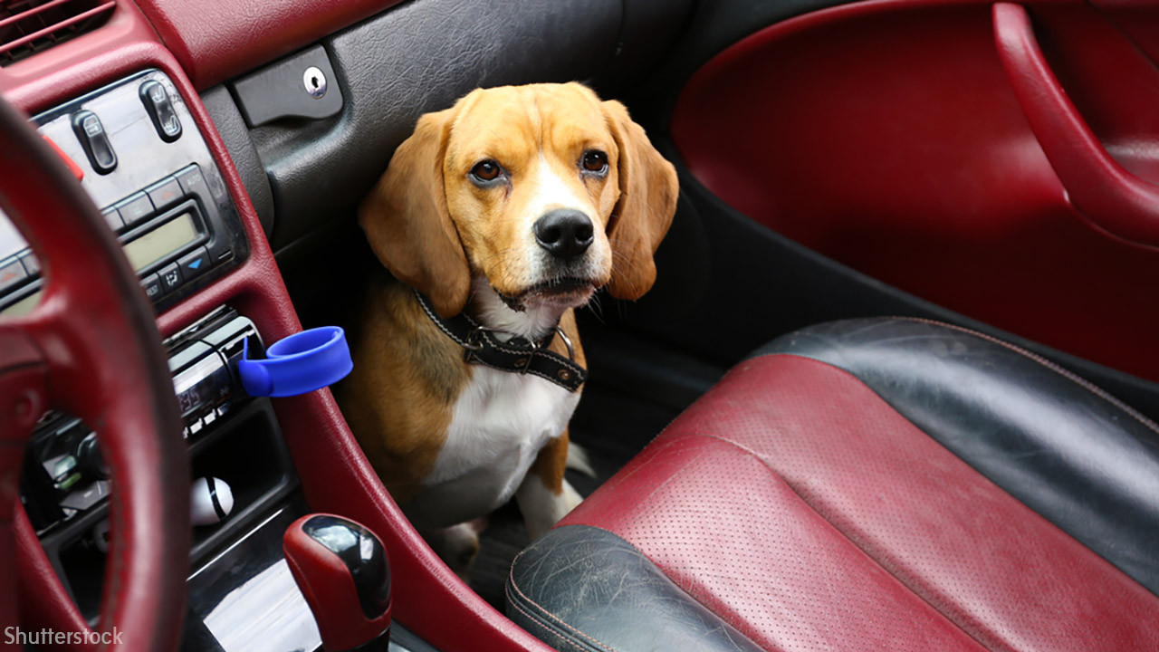 New law allows California citizens to save pets from hot car