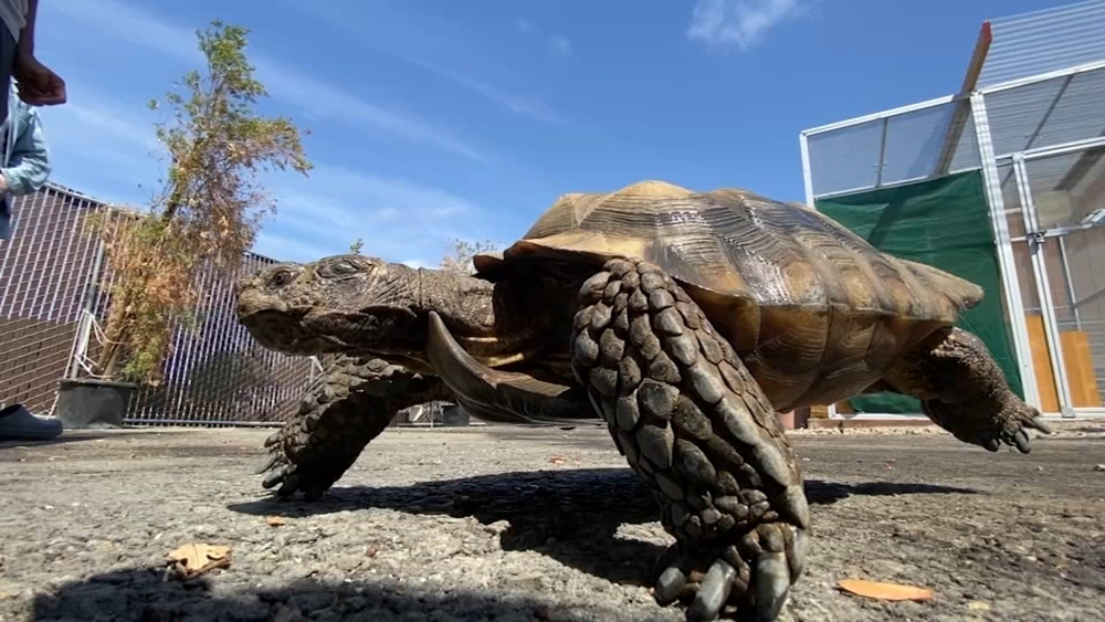 Marin Co. animal rescue relocates during renovation