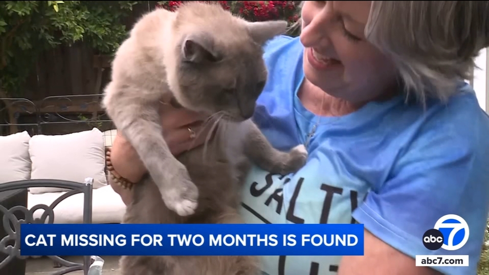 Cat travels more than 1,000 miles back home to CA after going missing