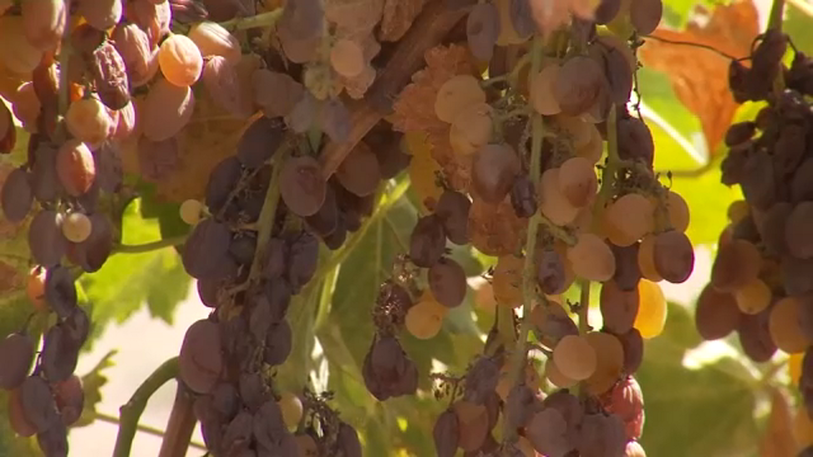 Impacts of rain on raisins and other crops during harvest season