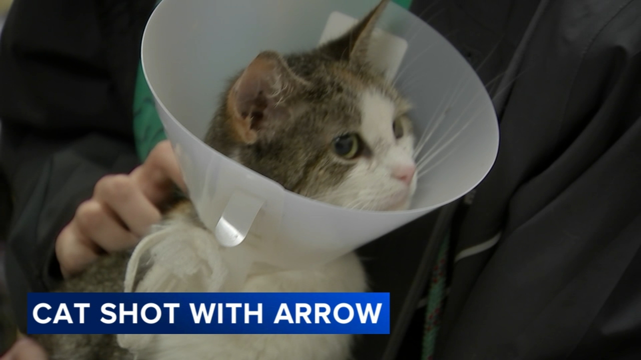 Kitten recovering after being shot by arrow in Strawberry Mansion; suspect at large