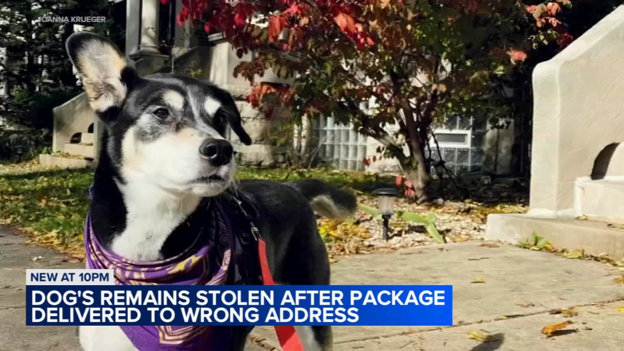 Package containing dog's cremated remains stolen in Chicago