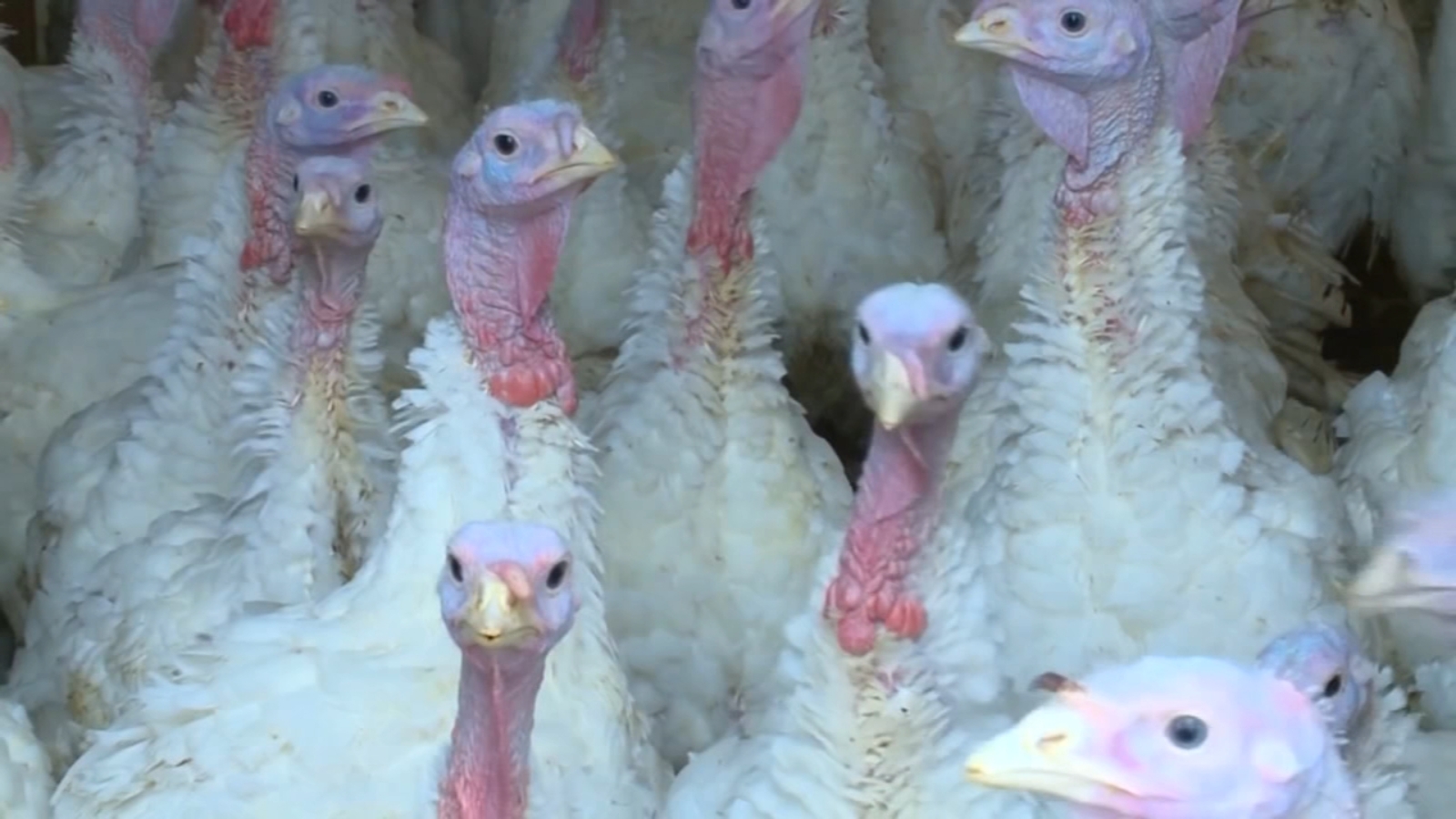 Possible human case of bird flu in California