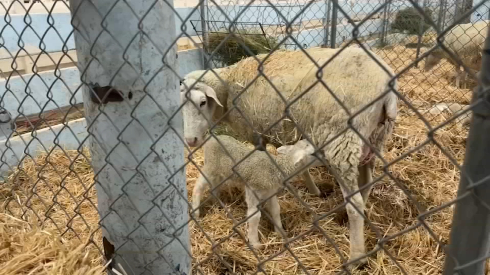 Students explore exhibits as part of Big Fresno Fair's education