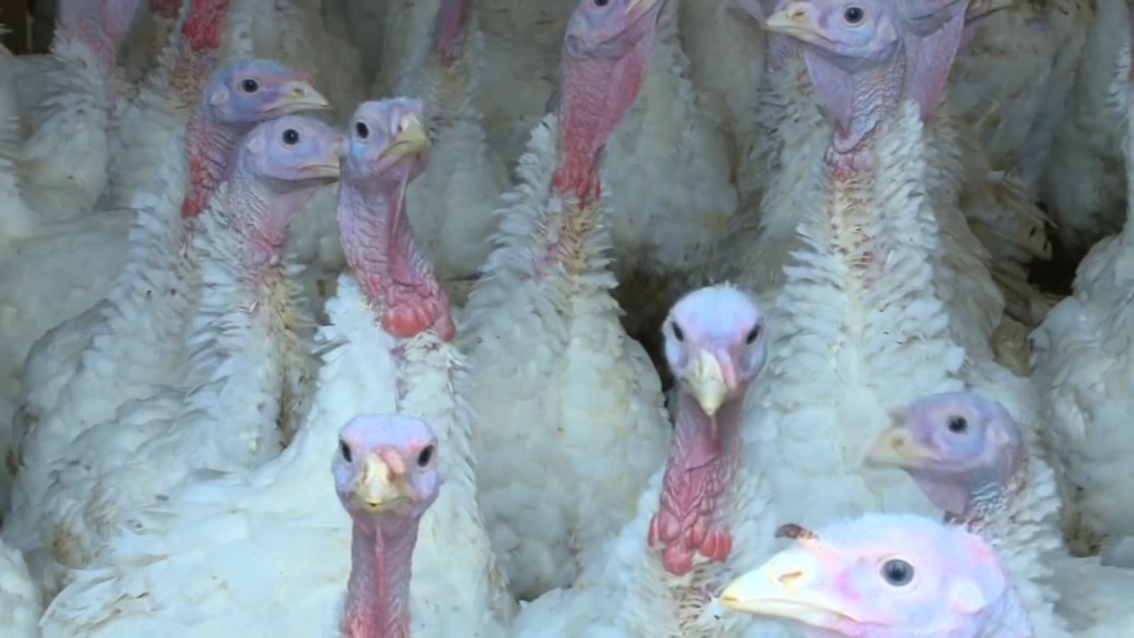 2 human cases of Bird Flu confirmed in Tulare County - ABC30 Fresno