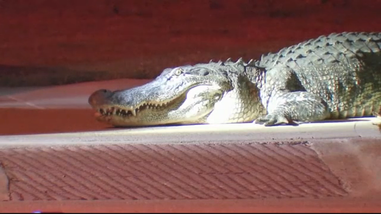 15404311_100824-ktrk-gator-