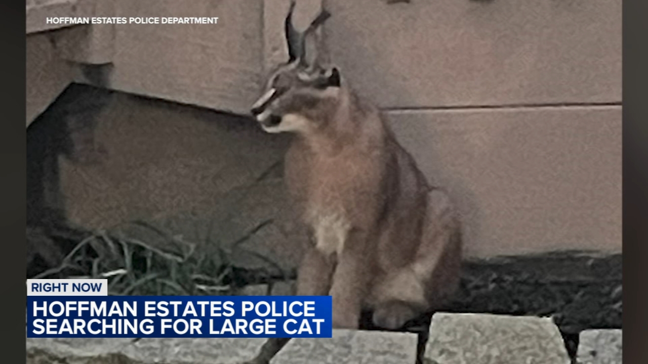 North suburban police looking for large endangered cat on the loose