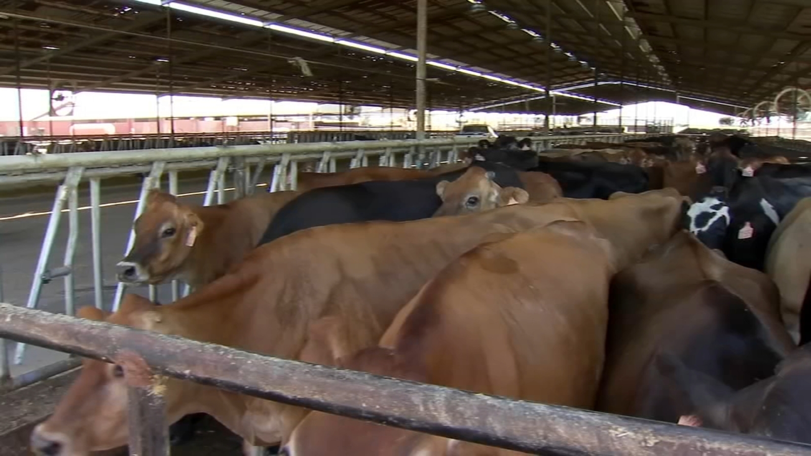 6 confirmed cases of Bird flu in the state, public health and dairies aim to protect employees