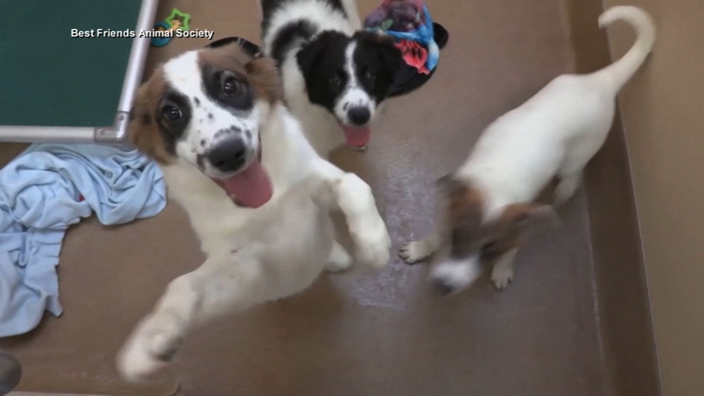 Pet adoption: Tips for finding the perfect canine companion