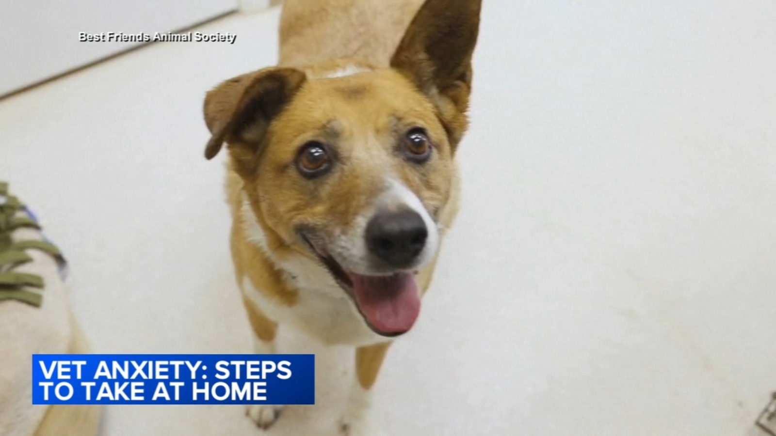 Understanding your pet's behavior ABC7 Chicago