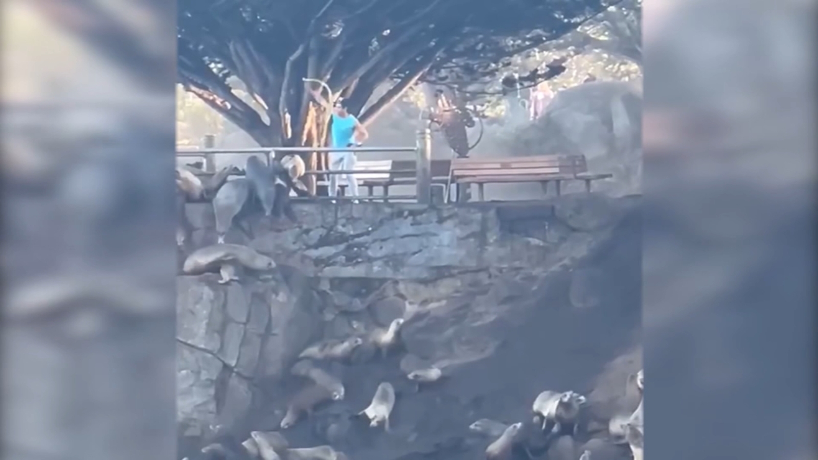 Man caught on video harassing sea lions at Sister City Park in Monterey