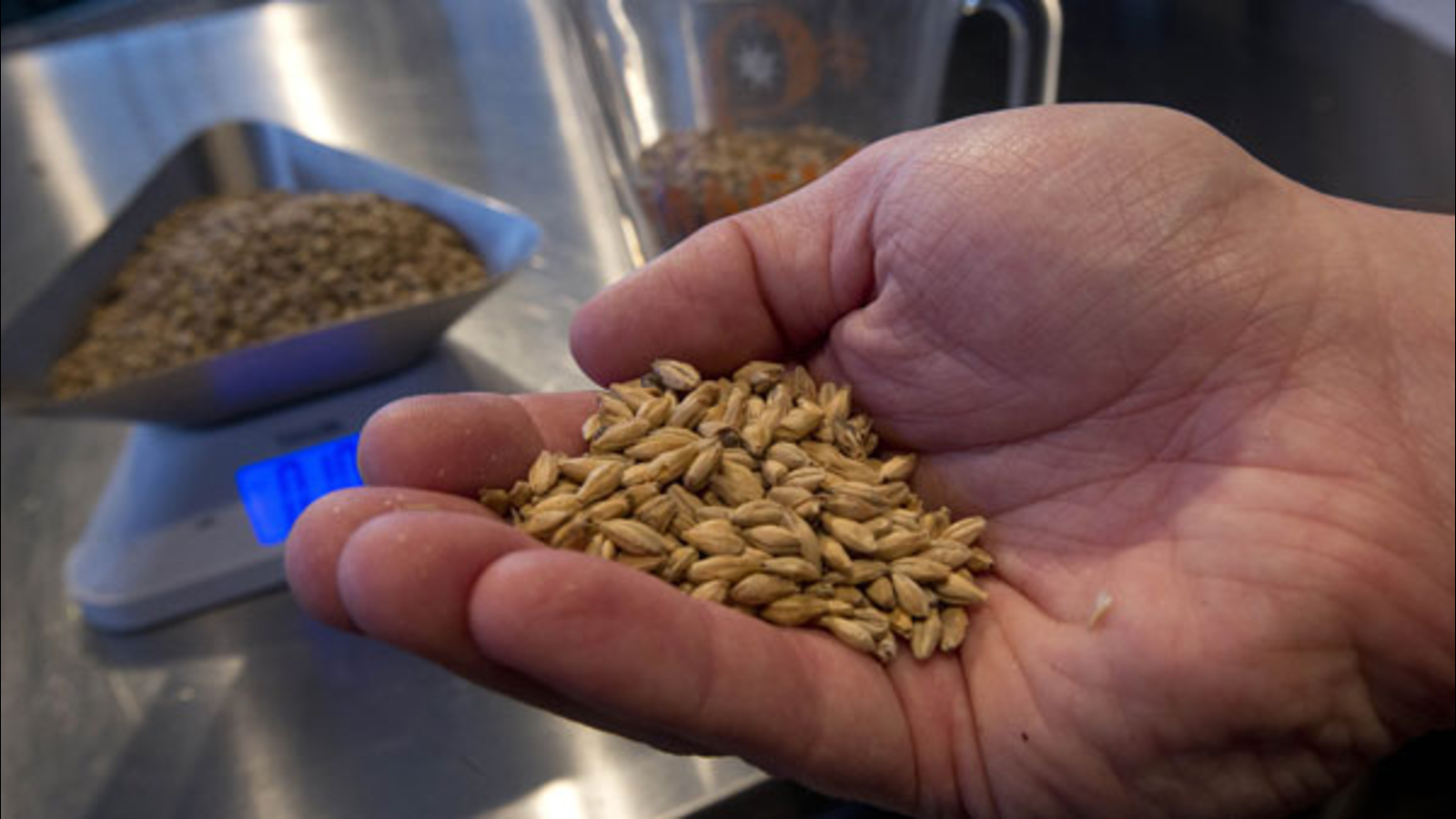 Hops plant prices soar as craft beer popularity increases