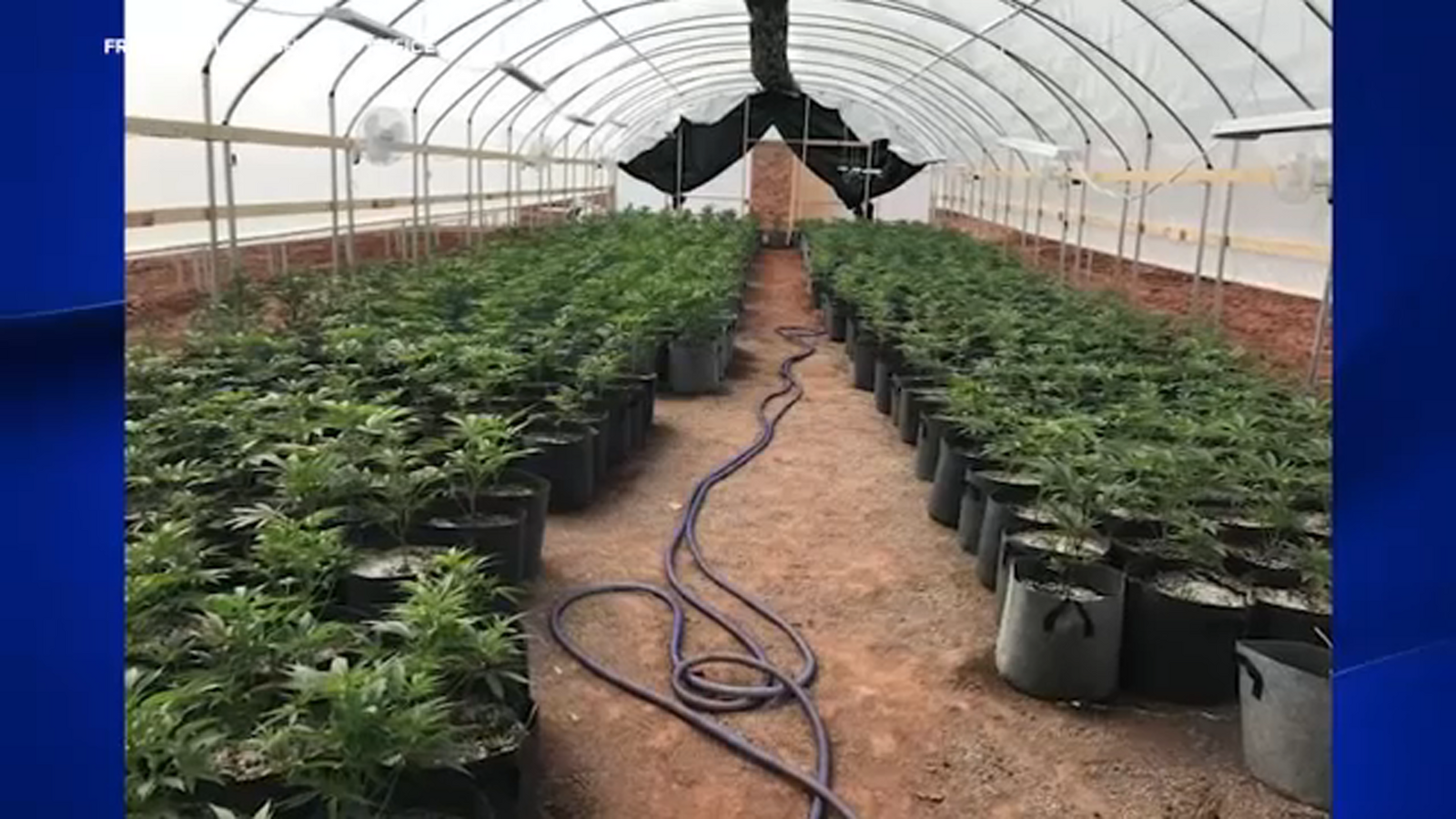 Crackdown on Cannabis: Agencies weed-out illegal grow operations