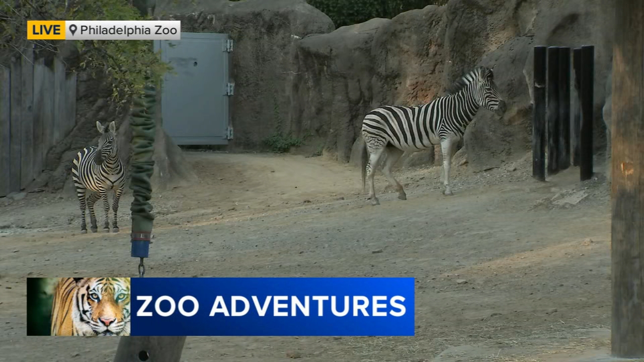 15461250_102324-wpvi-zebra-zoo
