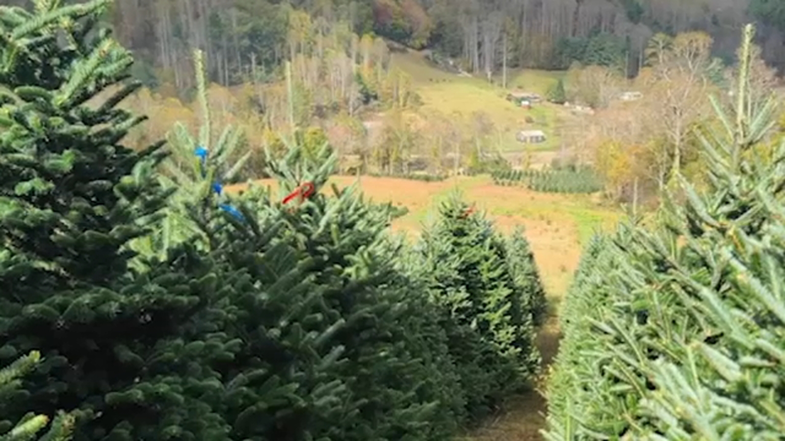 Avery County Farmers urge public to buy western NC Christmas trees to