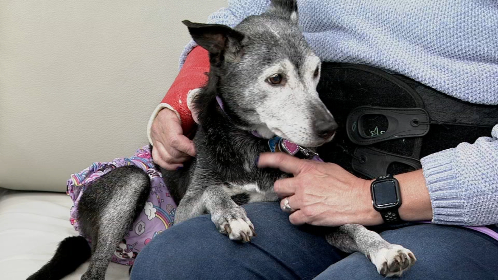 Supporting caregivers navigate end-of-life pet decisions - ABC7 Chicago
