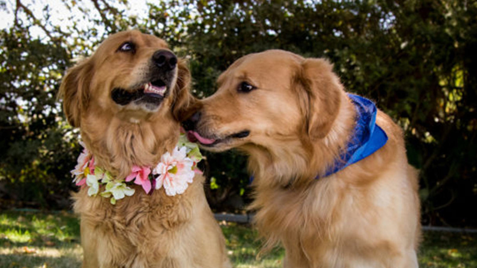 These dogs had a maternity photo shoot, and we can't handle the