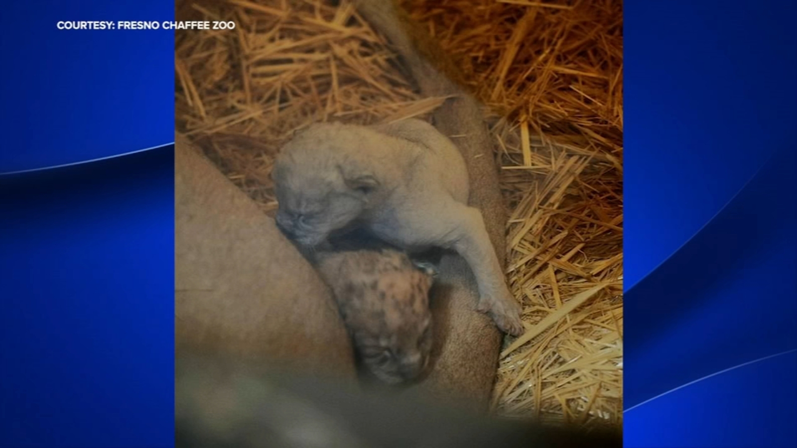 2 lion cubs born at Fresno Chaffee Zoo