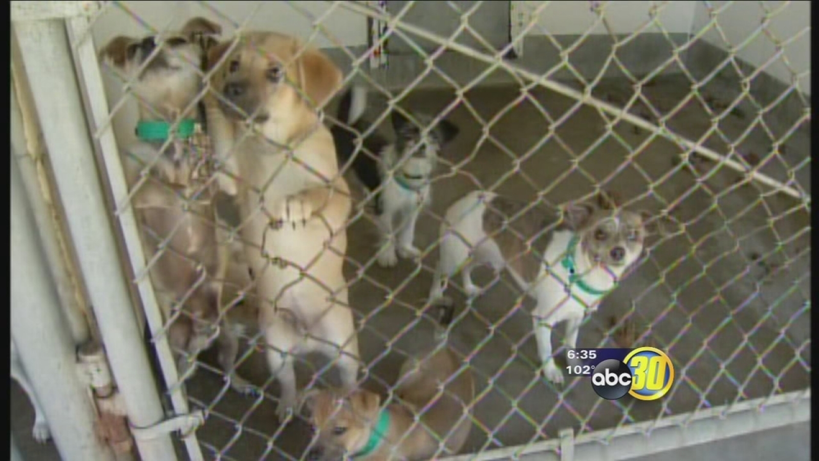Visalia shelter flooded with animals ahead of July 4th holiday ABC30