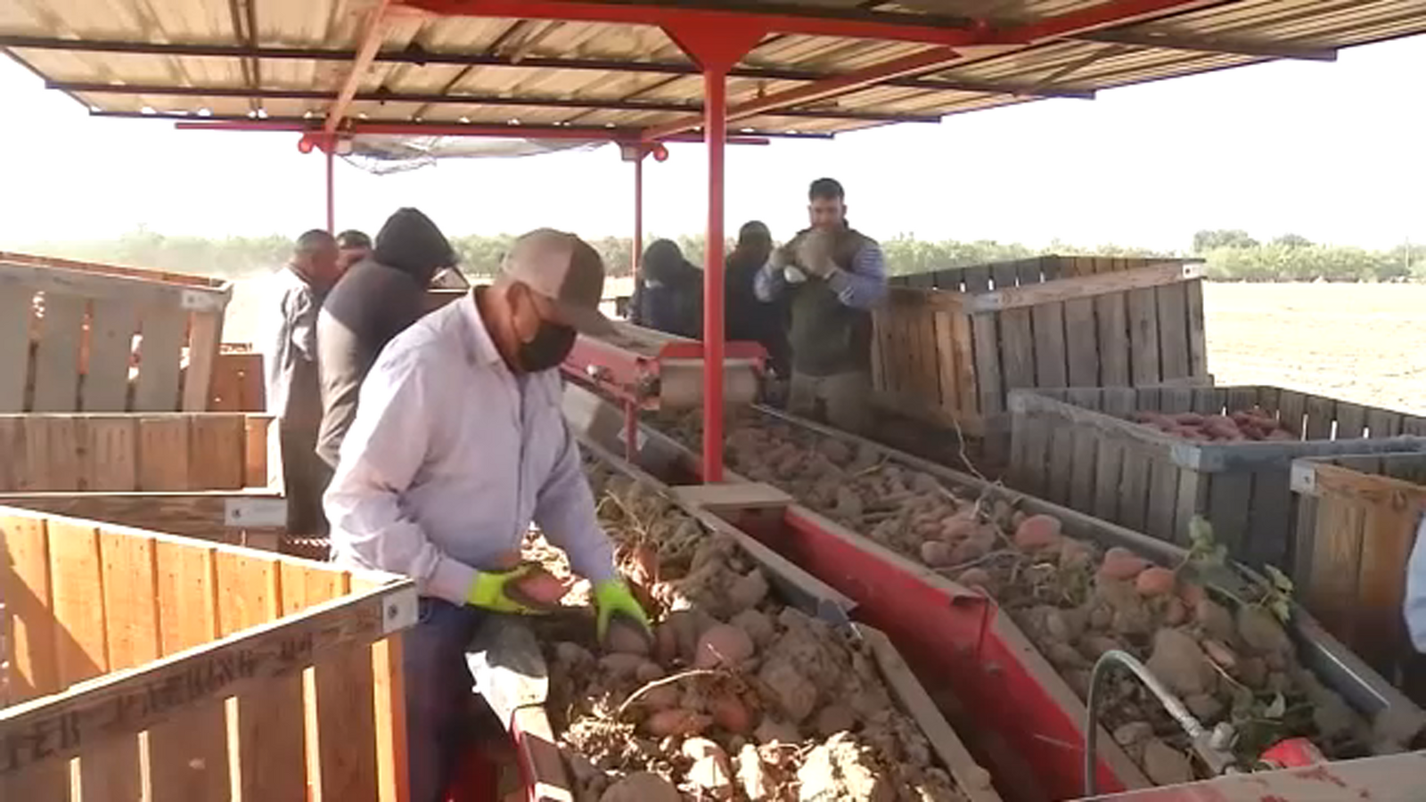 Atwater farmer showcases automated sweet potato harvester ahead of Thanksgiving