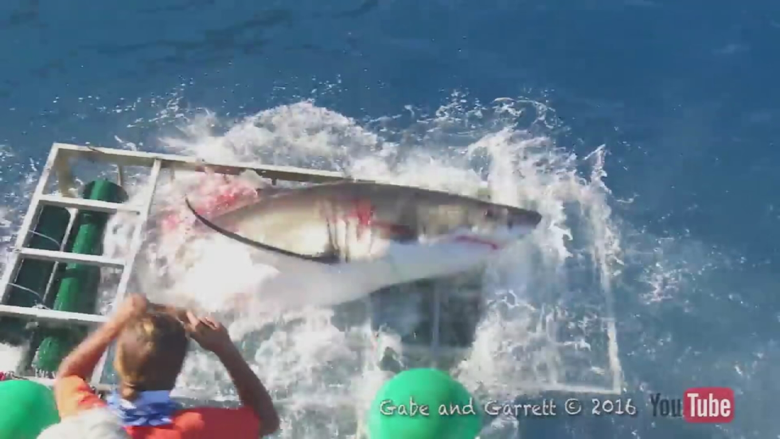 Great white shark breaches diver's cage in terrifying encounter ABC7