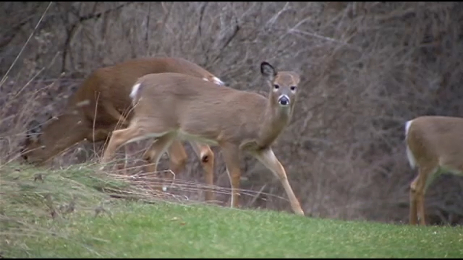 AAA warns NC drivers to watch out for deer during mating season ABC11