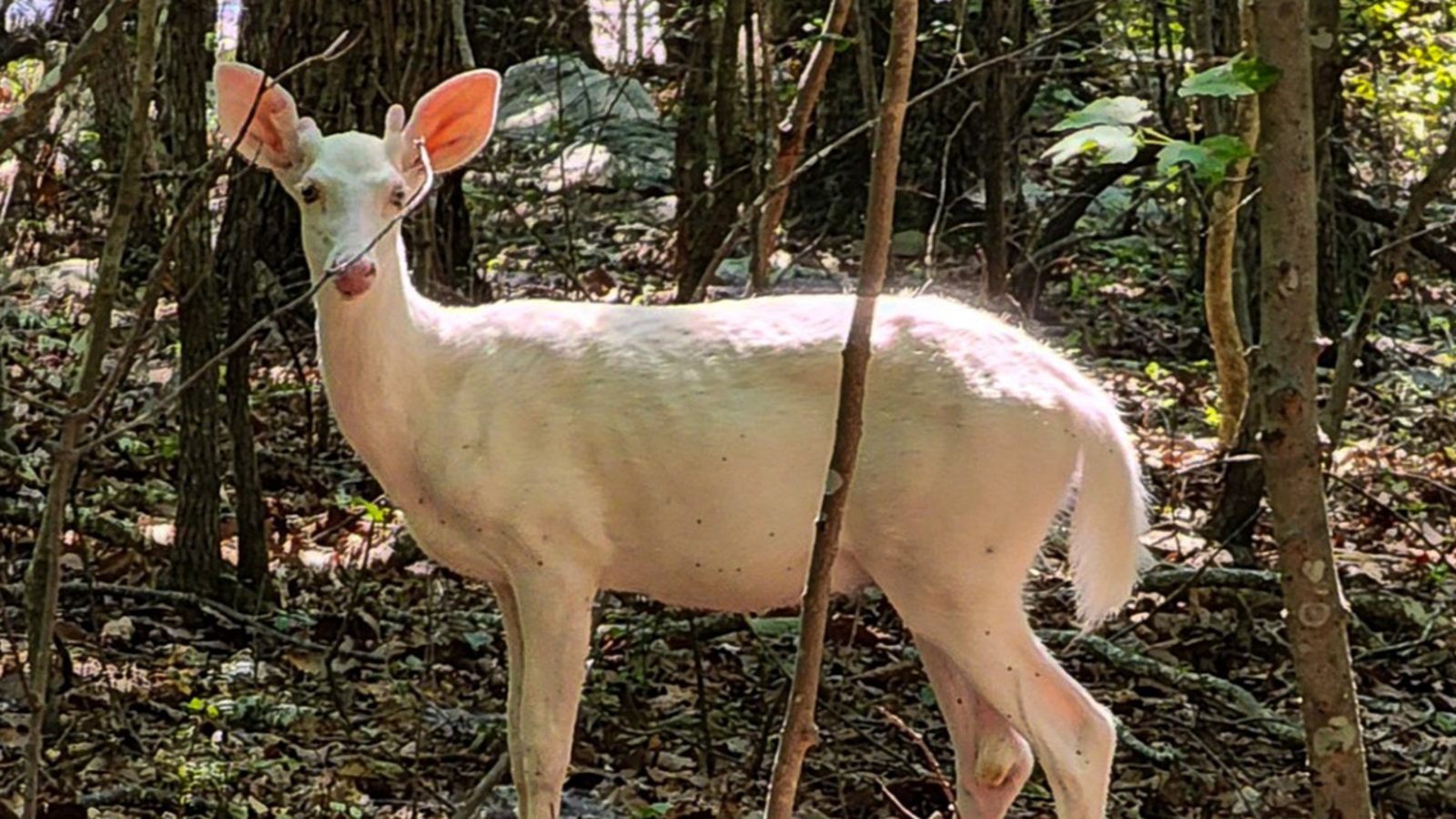 Rare snow white deer spotted at North Carolina Zoo ABC11 RaleighDurham