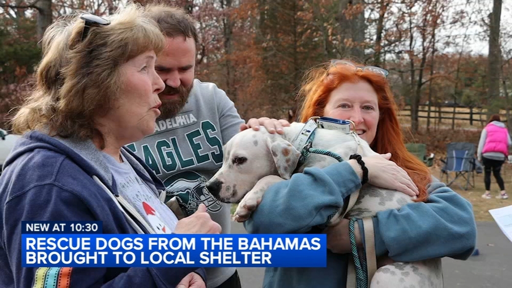 Montgomery Co. shelter cares for dozens of dogs rescued from Bahamas