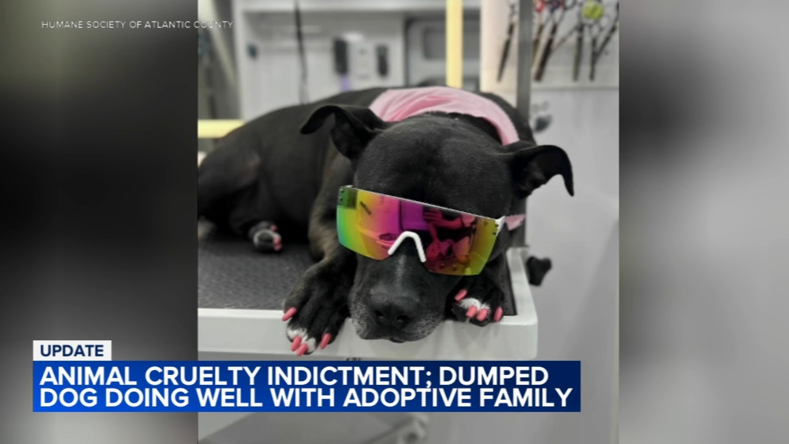 Atlantic City man facing multiple animal cruelty charges after ...