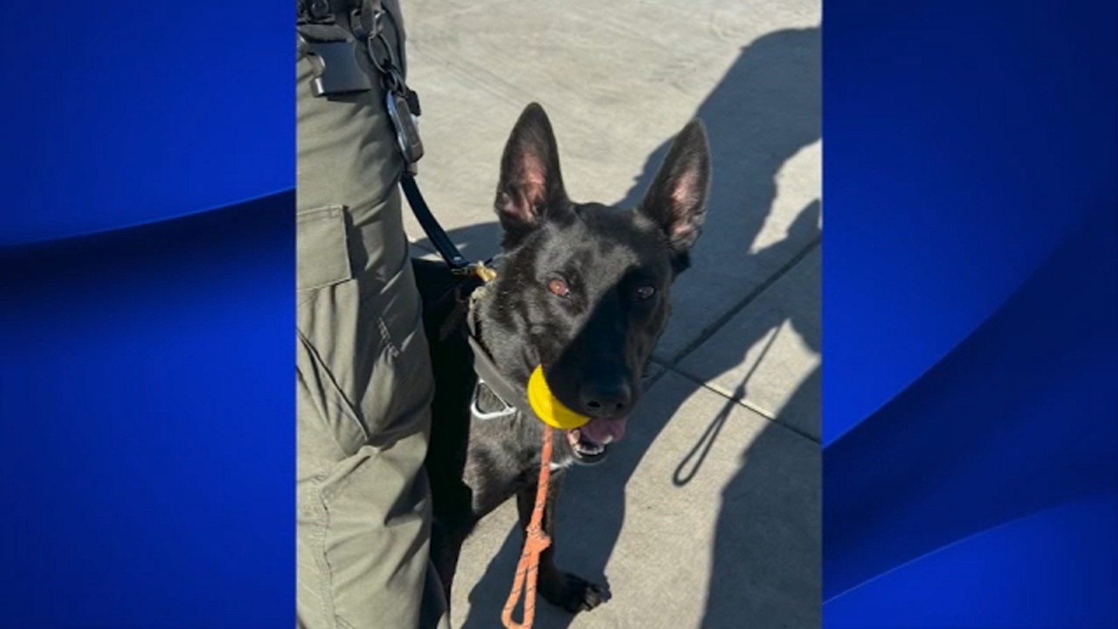 Car theft victim speaks out after chase ends with suspect, K9 being ...