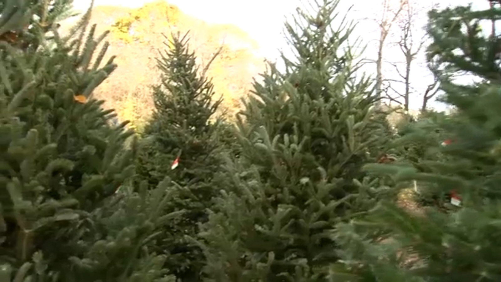 Christmas tree farms in North Carolina impacted by Hurricane Helene ...