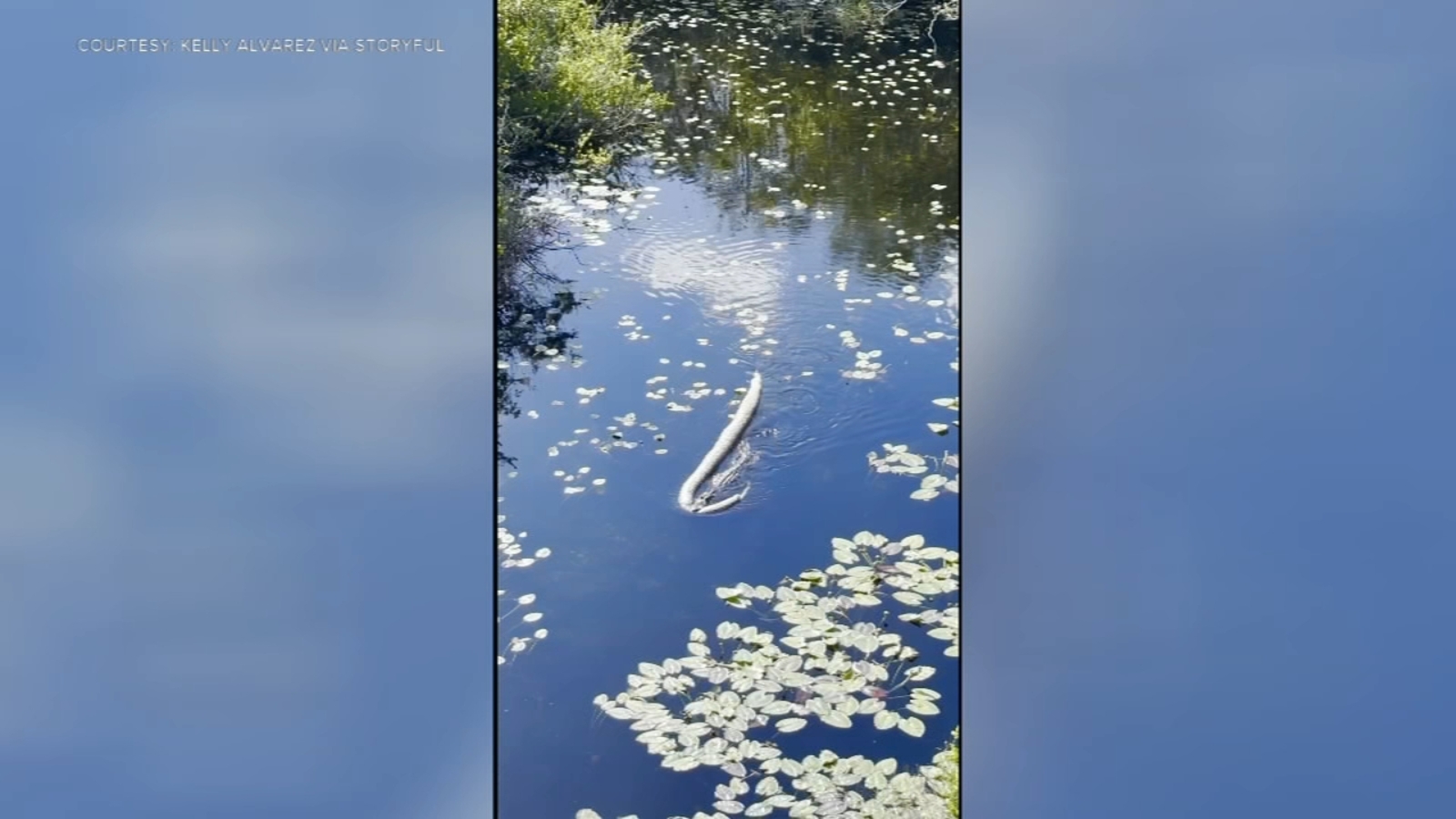 Alligator seen dragging huge Burmese python through water in Florida ...