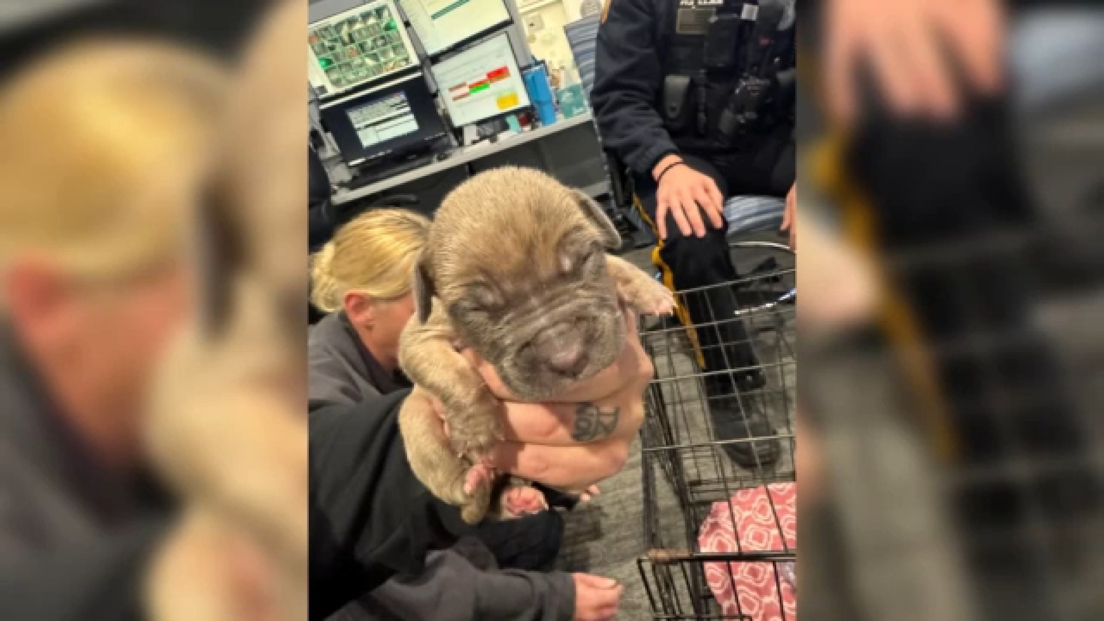 NJ police seek information on who abandoned 9 puppies in Clark Township ...