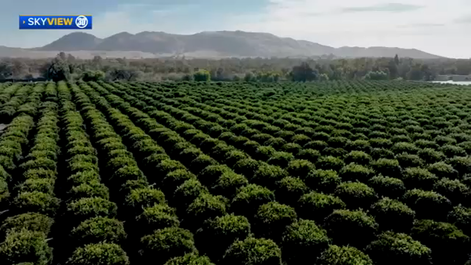 Valley citrus keeping The Fruit Guys stocked