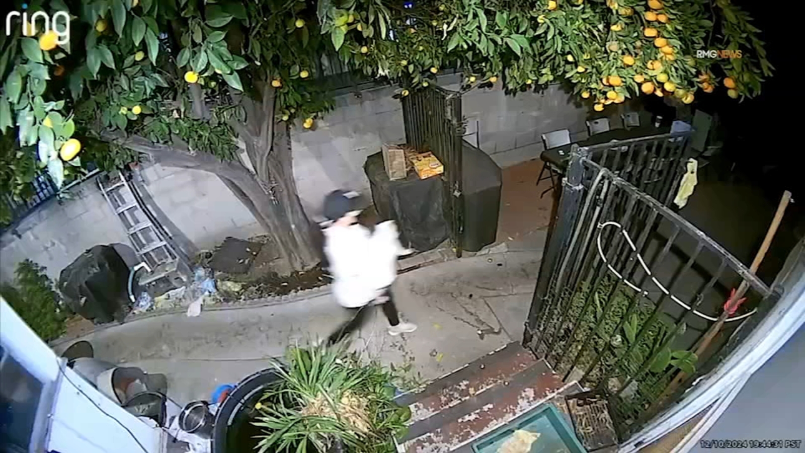 Caught on video: Woman steals French bulldog from North Hollywood home